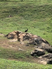 Vanellus indicus