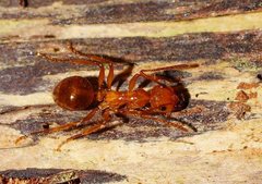 Notoncus spinisquamis