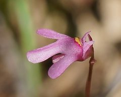 Utricularia tenella