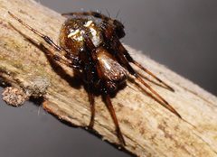 Araneus albotriangulus