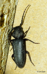 Asemum nitidum