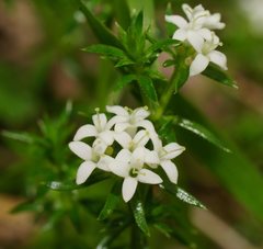 Asperula conferta