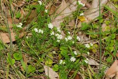 Asperula conferta