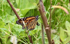 Danaus plexippus