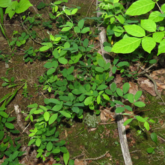 Lespedeza frutescens