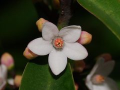 Philotheca myoporoides