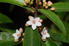 Philotheca myoporoides