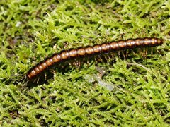 Isocladosoma maculatum