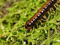 Isocladosoma maculatum