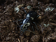 Oregus aereus