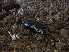 Oregus aereus