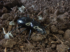 Oregus aereus