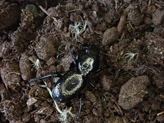 Oregus aereus