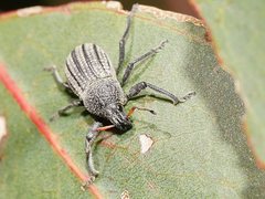 Psapharus ruficornis