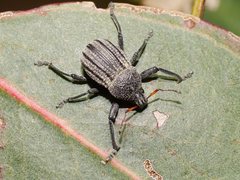 Psapharus ruficornis