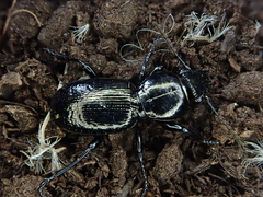 Oregus aereus