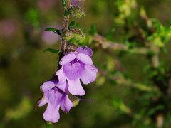 Prostanthera decussata