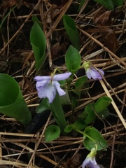 Viola sacchalinensis