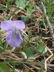 Viola sacchalinensis