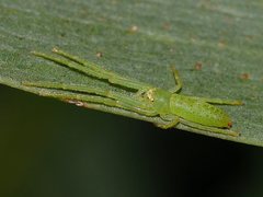 Cetratus rubropunctatus