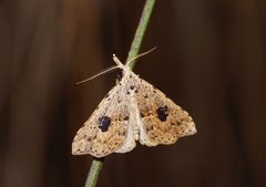 Trigonistis asthenopa