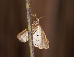 Trigonistis asthenopa