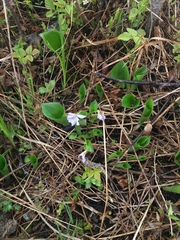 Viola sacchalinensis