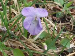 Viola sacchalinensis