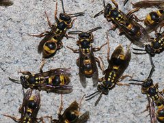 Ropalidia socialistica