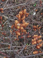Myrica gale tomentosa