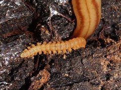 Asphalidesmus parvus