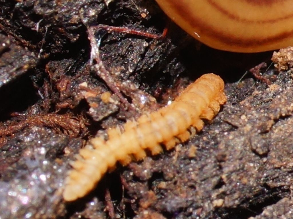 Asphalidesmus