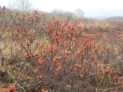 Myrica gale tomentosa