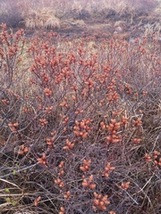 Myrica gale tomentosa