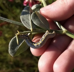 Lycia florentina