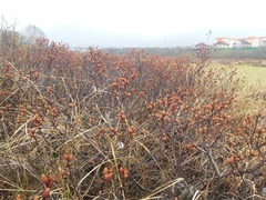 Myrica gale tomentosa