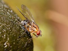 Helinomydaea fuscoflava