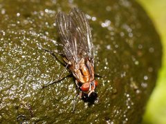 Helinomydaea fuscoflava