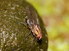 Helinomydaea fuscoflava