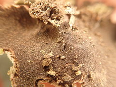 Dermatocarpon reticulatum