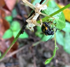 Gallerucida bifasciata