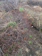 Myrica gale tomentosa