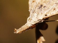 Trigonistis asthenopa
