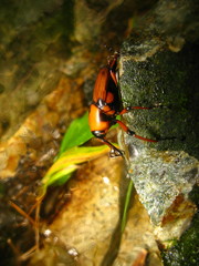 Cyrtotrachelus thompsoni