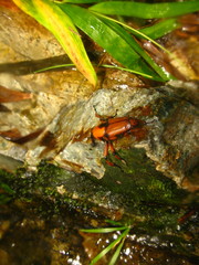 Cyrtotrachelus thompsoni