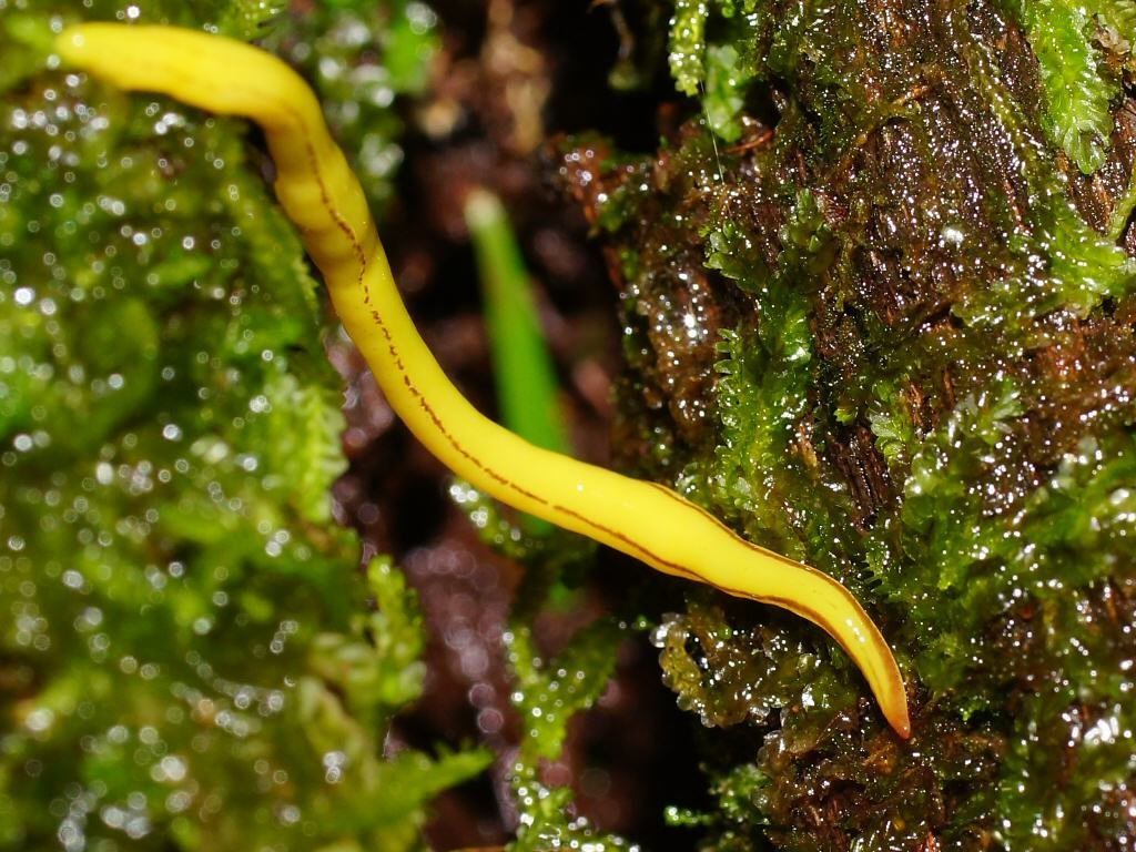 Fletchamia mmahoni