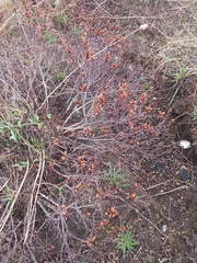 Myrica gale tomentosa