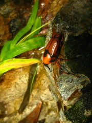 Cyrtotrachelus thompsoni
