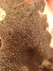 Dermatocarpon reticulatum