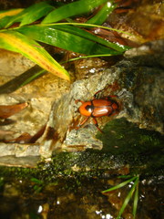 Cyrtotrachelus thompsoni